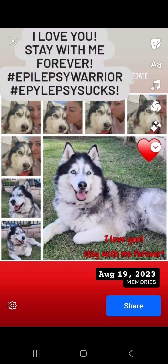 Wolfie 