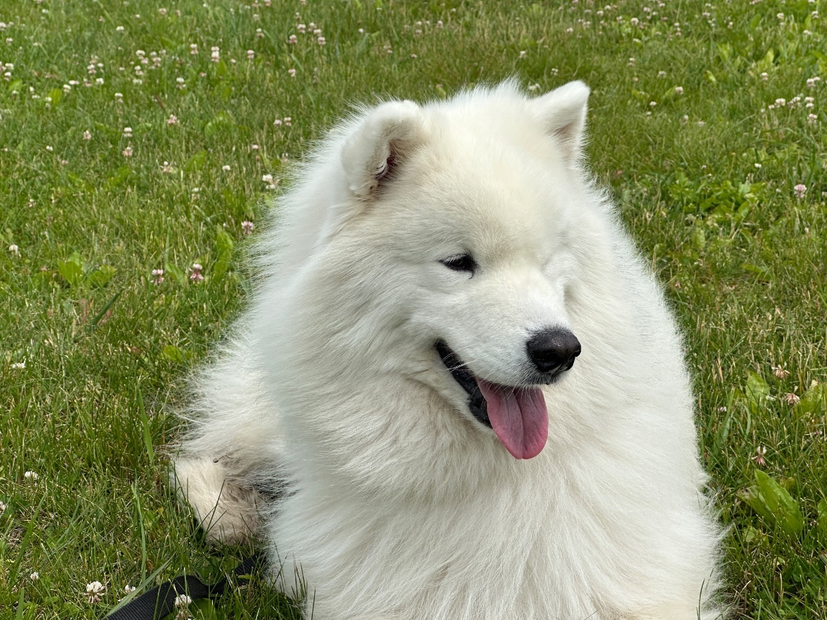 Kaia