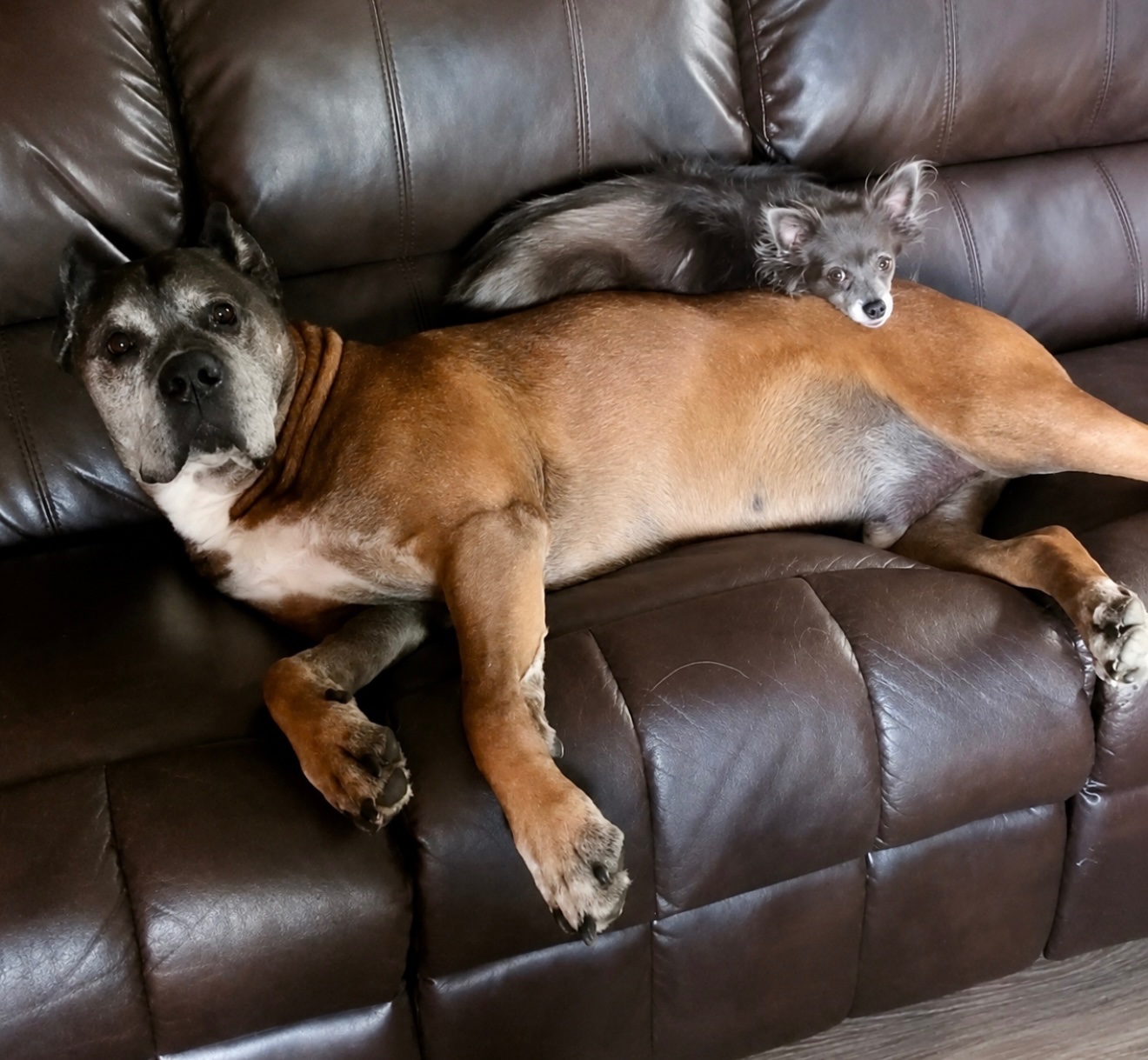 Zeus and skye