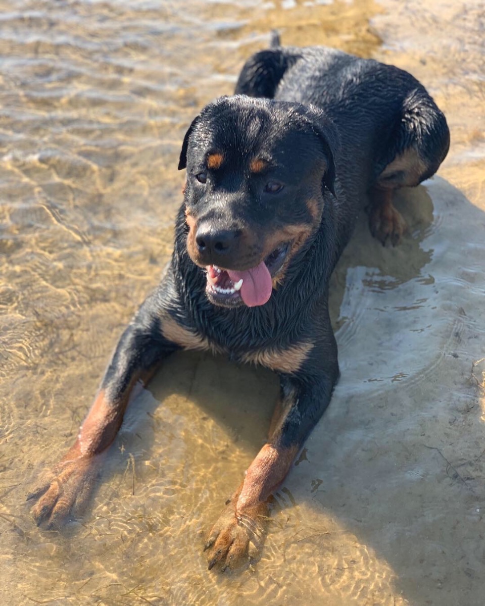 Duke