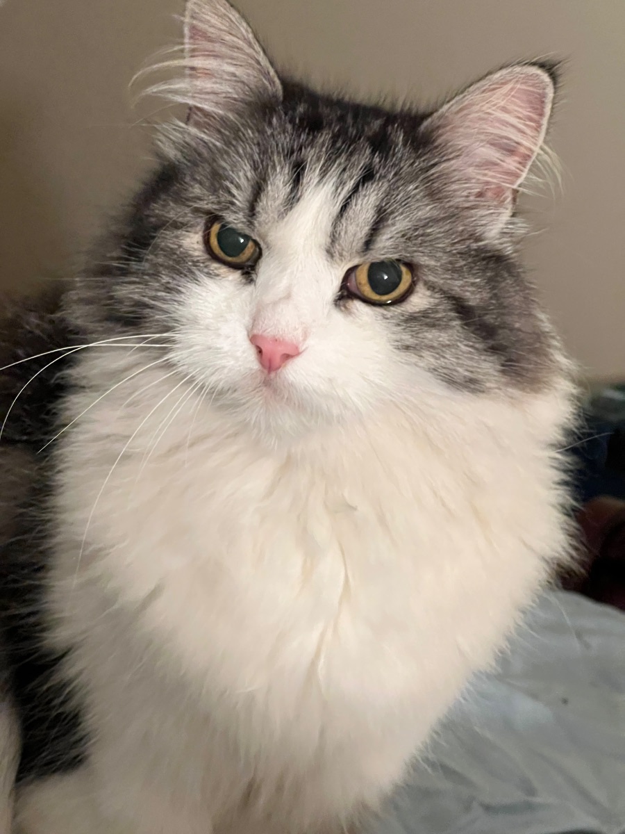 Bootsie