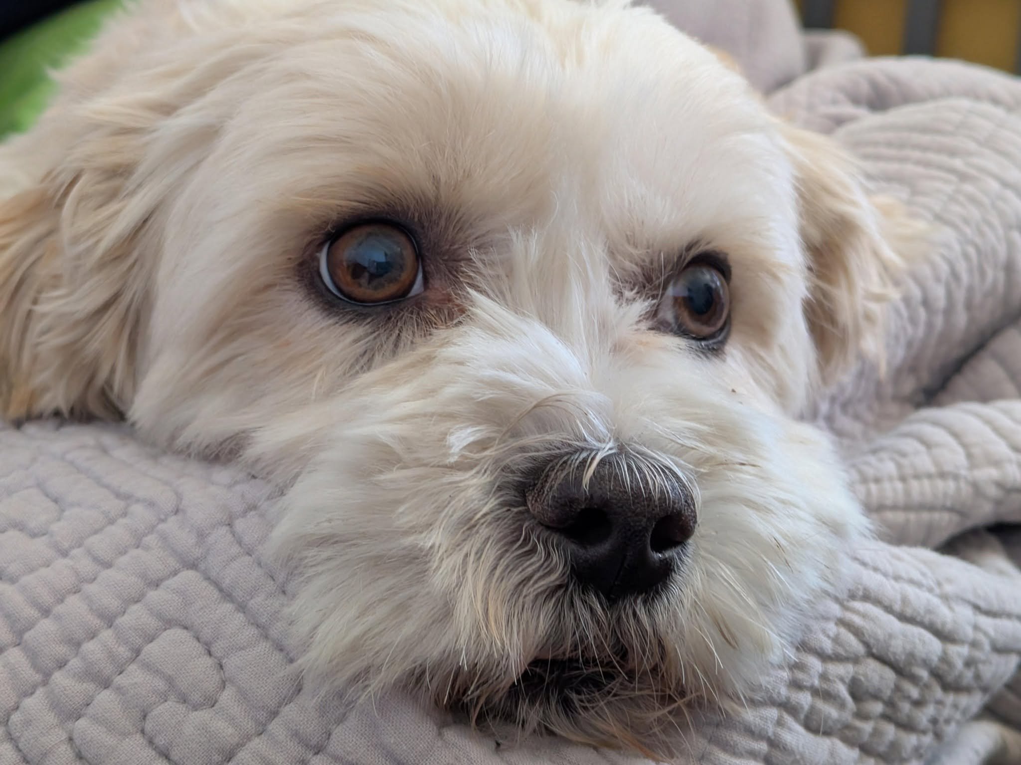 Obi