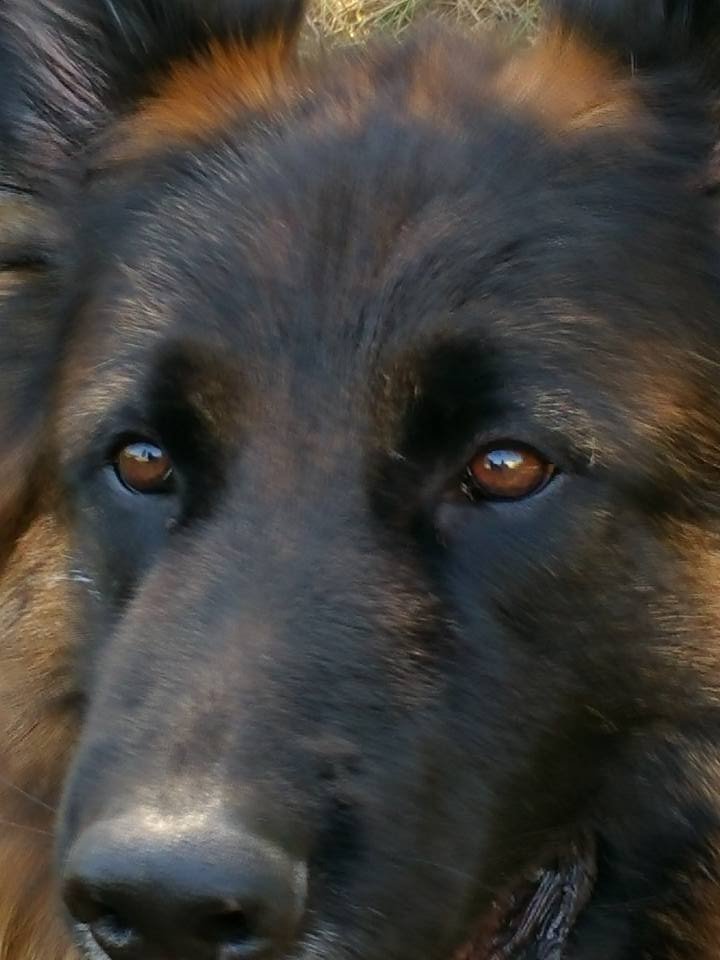 Argo