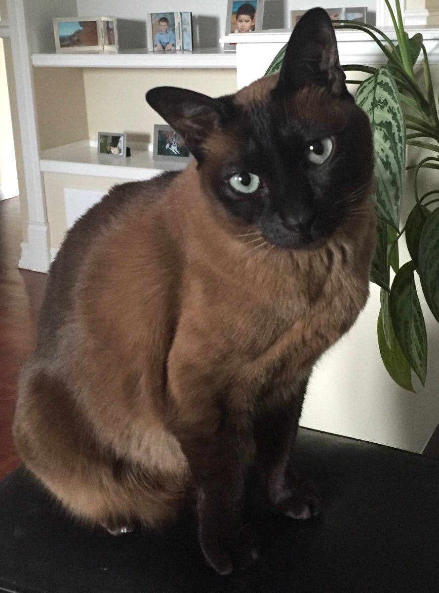 Mia