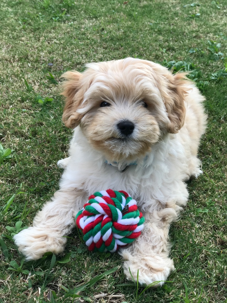 Alfie, our lil boy