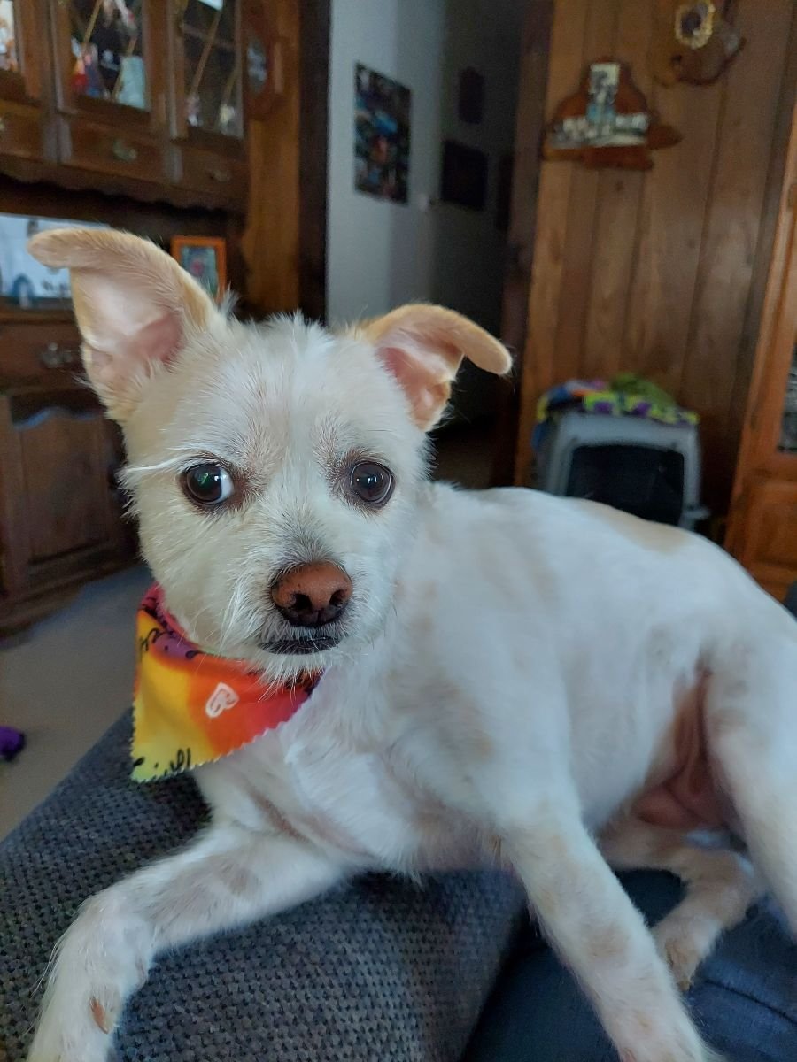 Ziva