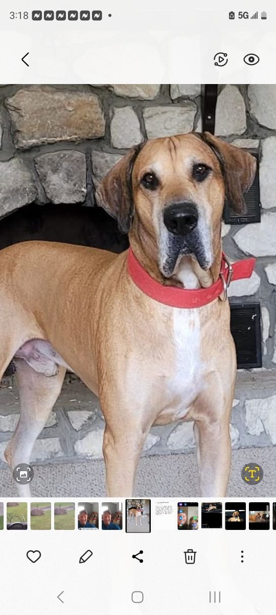 Sampson