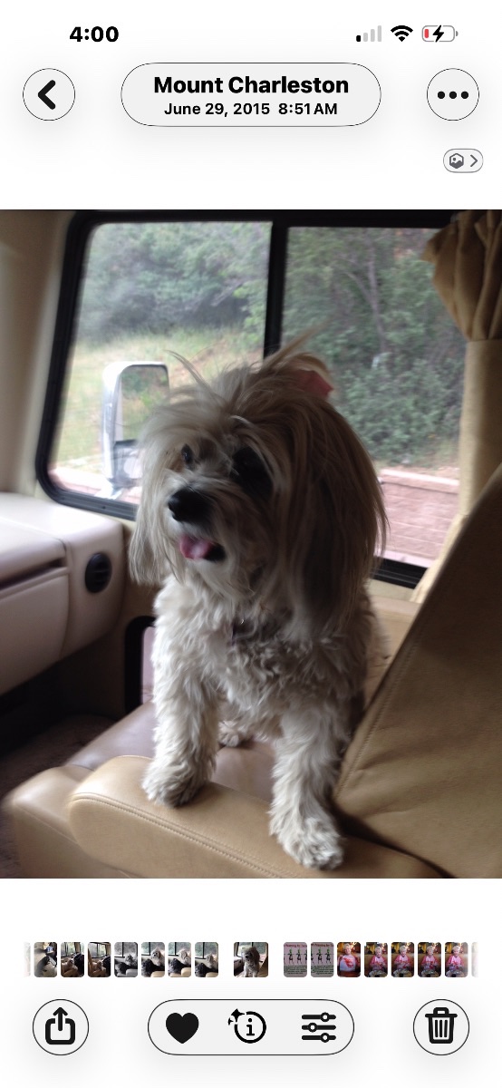 Mitzy Girl