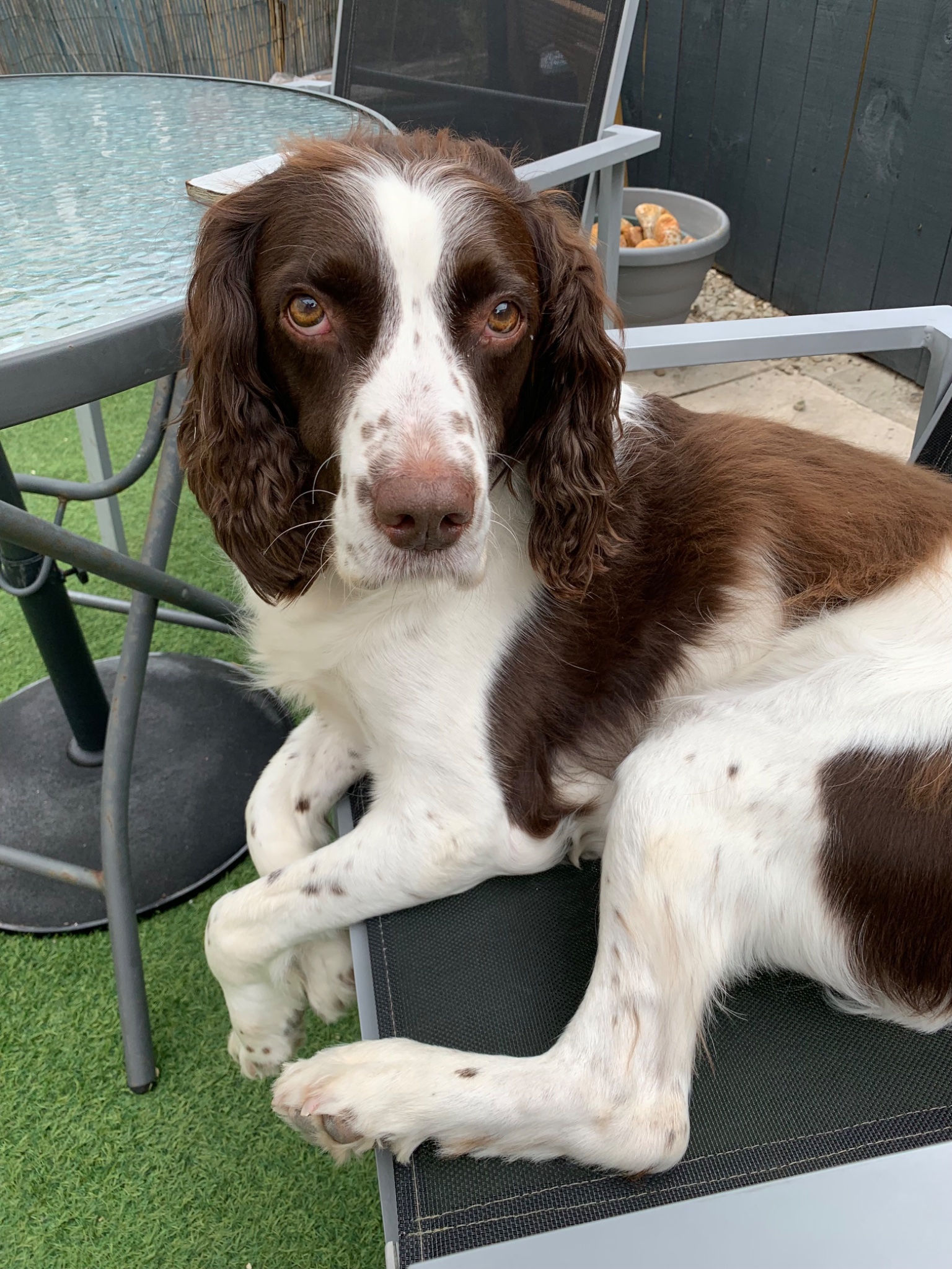 Jasper