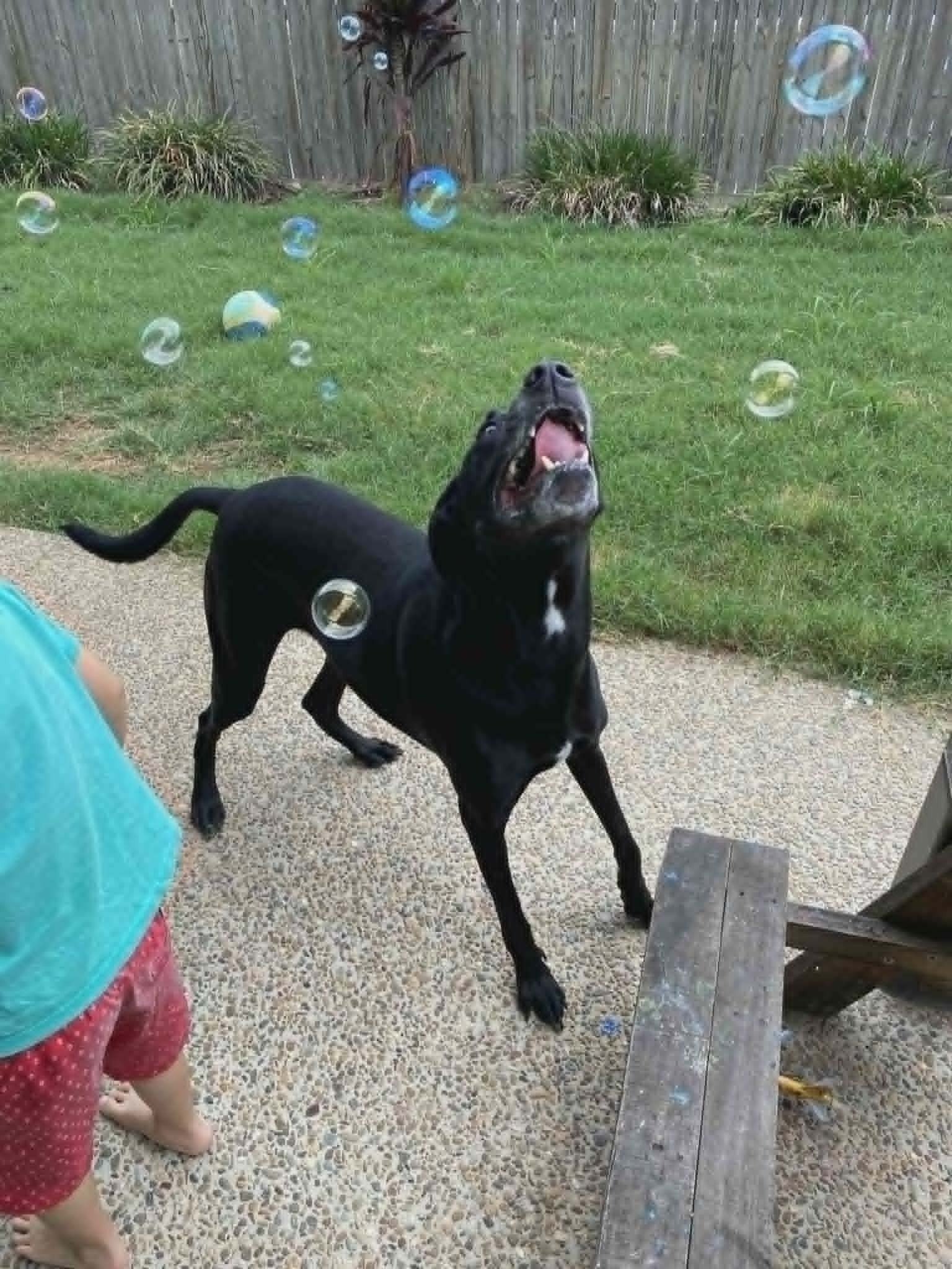 Comet