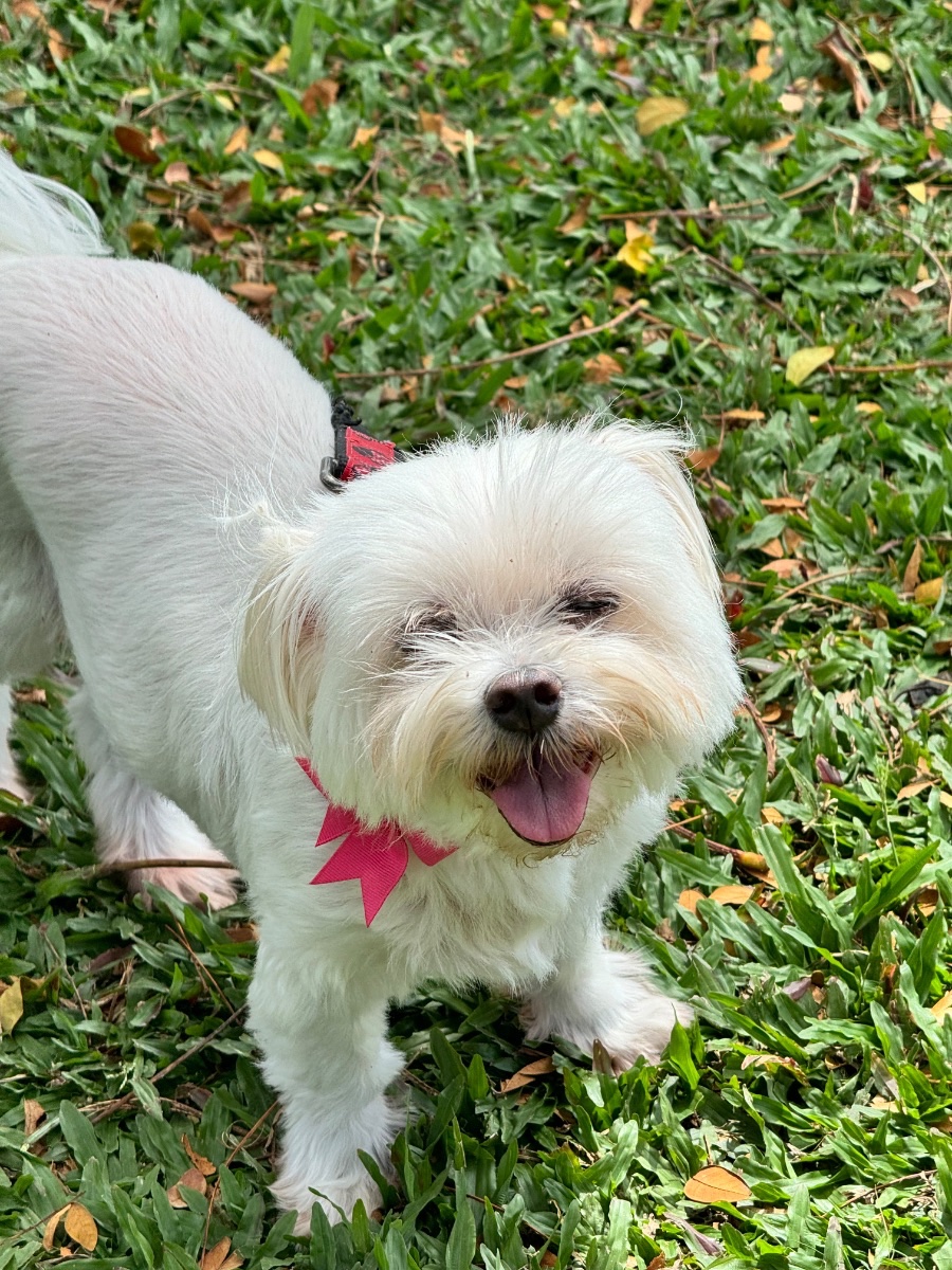 Mimi