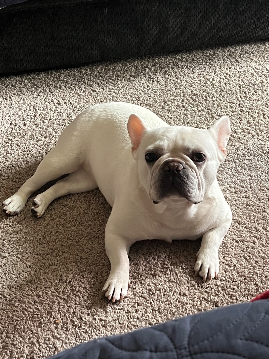 Dolly