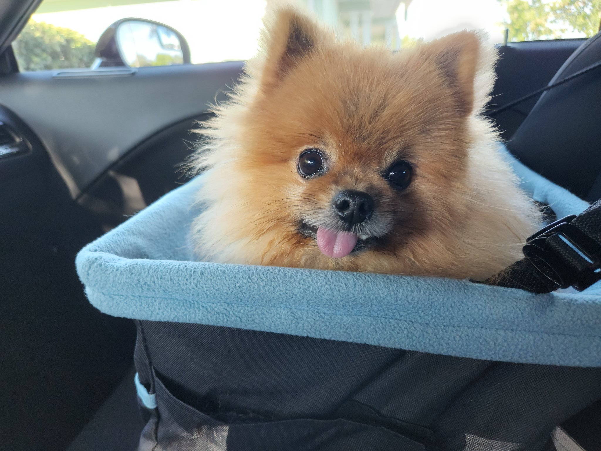 Teddy