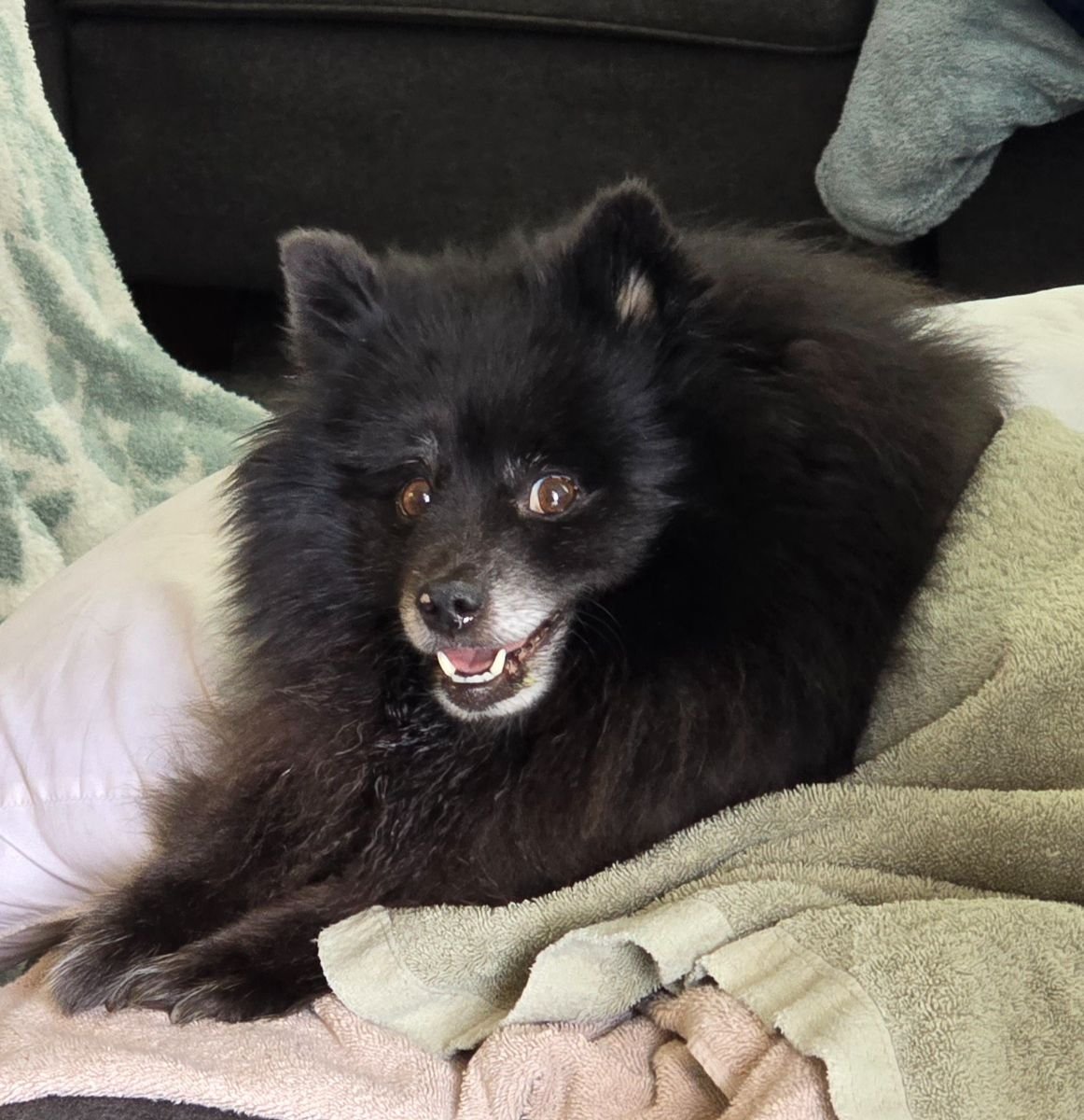 Little Bear