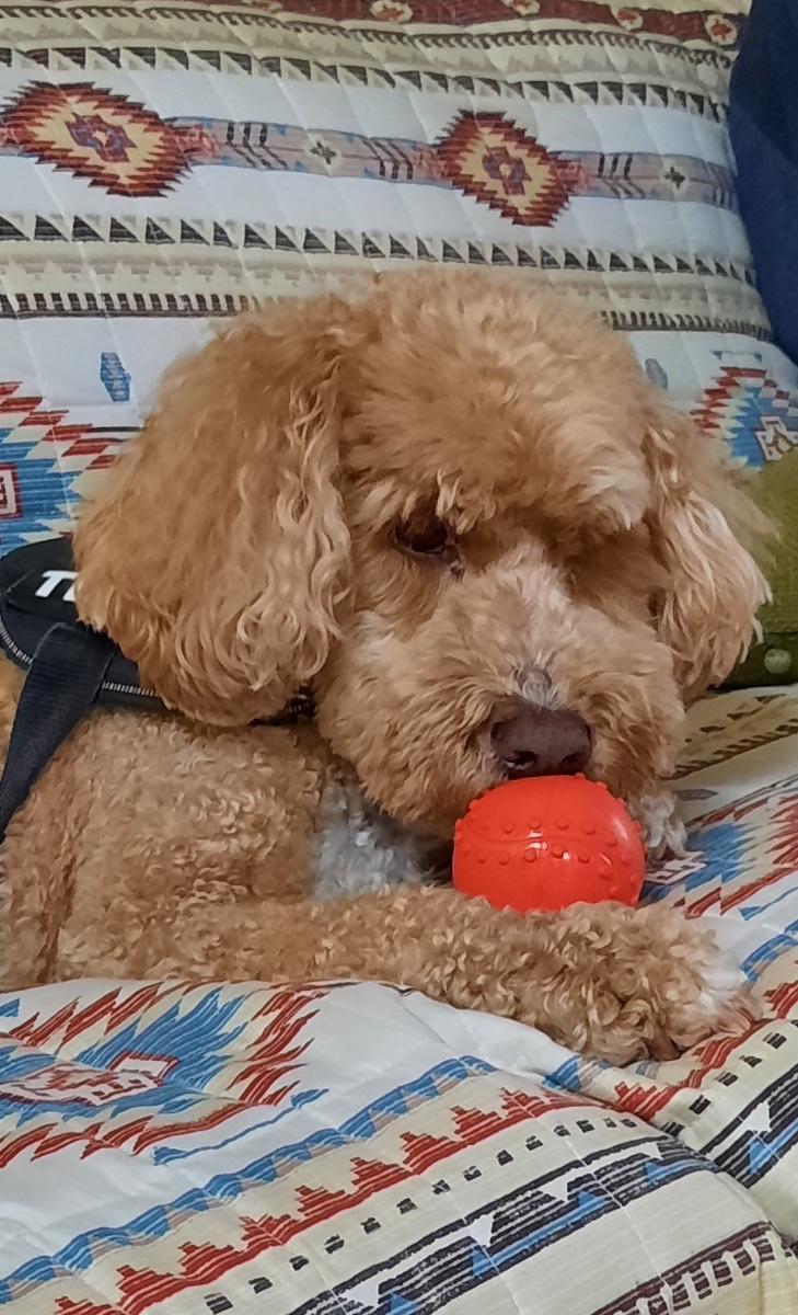 Teddy Lee Carmelo