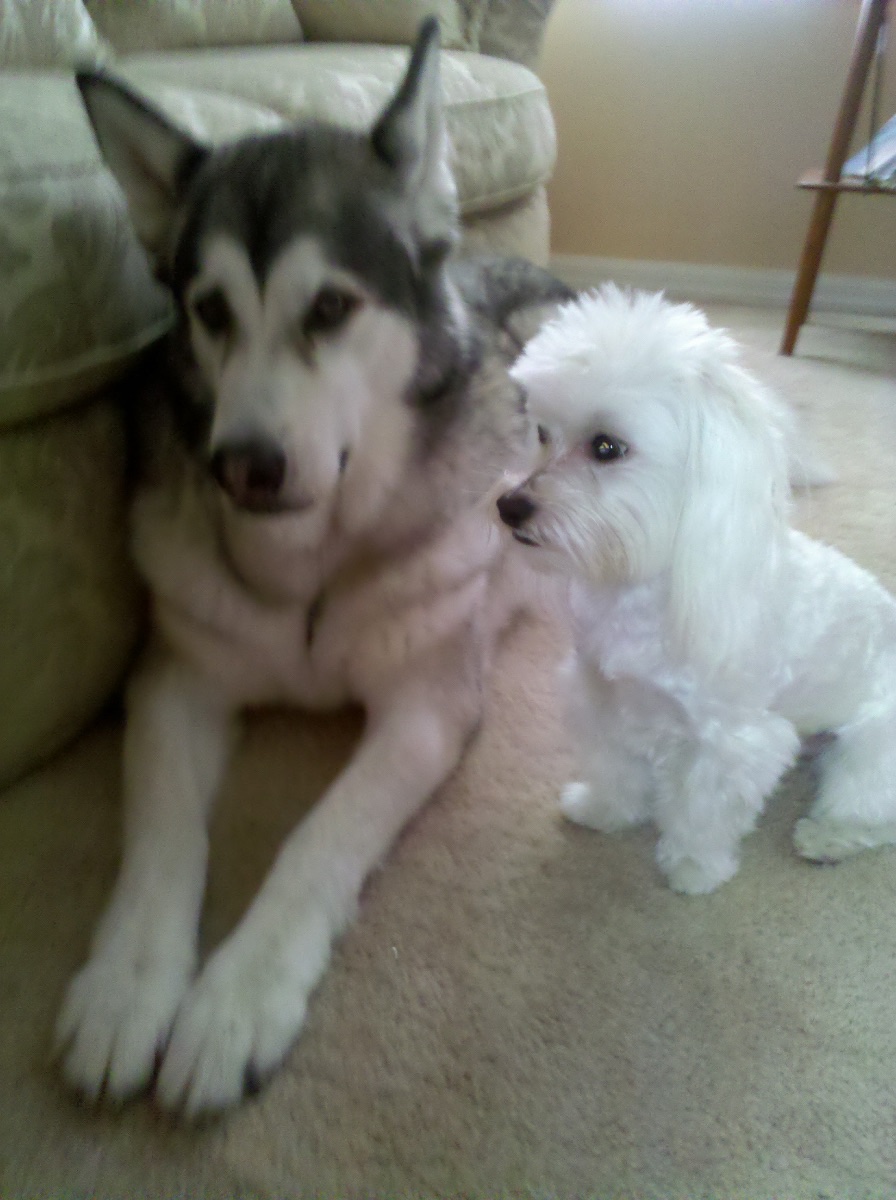 Kaoz and Kato