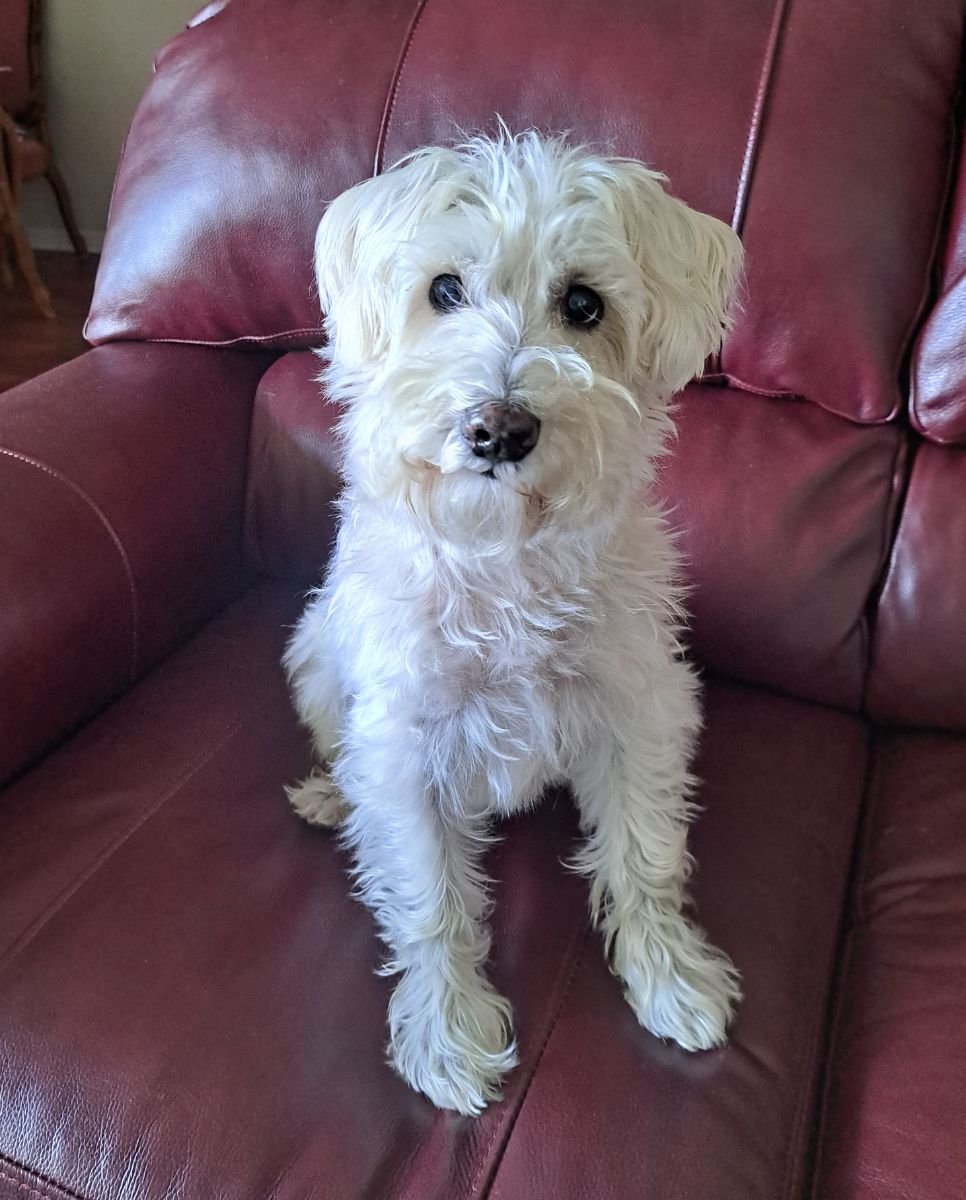 Simon